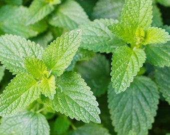 Catnip Seeds, Nepeta Cataria- Organic + heirloom seeds sustainably grown in Ottawa, Canada