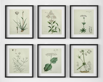 White Flower Print Set, Botanical Print Set of 6, Botanical Wall Art, Vintage Botanical Prints, Antique Floral Art, Botanical Illustrations
