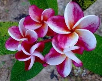 Plumeria Frangipani 'Elsie' 4 Rare