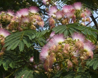 25 Rosa Silk Tree Seeds-1191