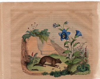 1835 exotic nature print rare original antique hand colored engraving - botanical flower plant rodent animal