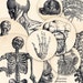 Humani Corporis Fabrica Circles 2.5" Digital Collage Sheet for Scrapbooking Altered Art Victorian Style / CIB16