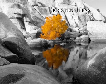 Joshua Tree National Park - Digital Photo Download