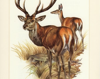 Vintage lithograph of the red deer from 1956