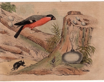 1835 exotic nature print rare original antique hand colored engraving - song bird botanical insect beetle