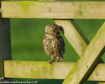 Little Owl perched on a farm gate - Photograph