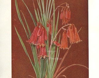 Antique Print, FLOWERING AUSTRALIAN PLANTS, chart 1930 beautiful wall art vintage color lithograph illustration wild flowers floral 10