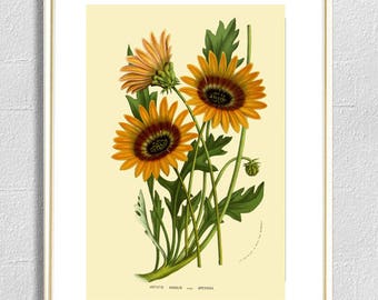 Flower print botanical print illustrations yellow flowers print vintage antique print wall art print herb art home kitchen decor poster