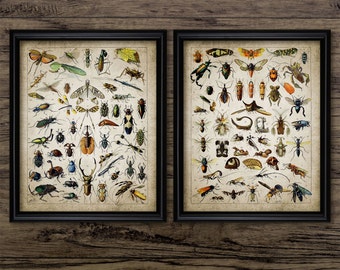 Vintage Insect Print Set Of 2 - Insect Illustration - Entomology - Insect Science Printable Art - Set Of Two Prints #698 - INSTANT DOWNLOAD