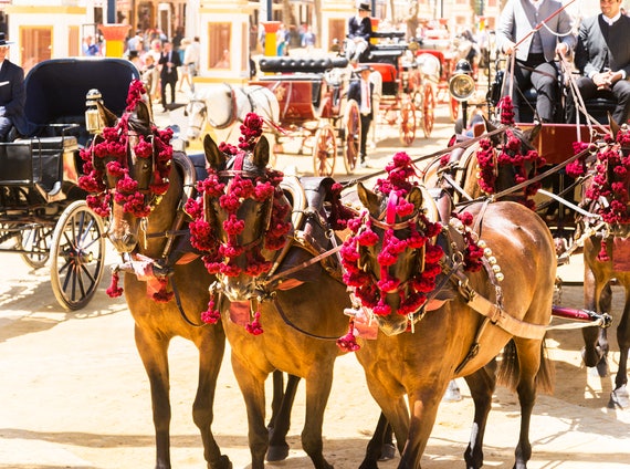 FESTIVAL HORSES. Jerez Horse Festival, Travel Photography, Spain, Equine Print, Photographic Print