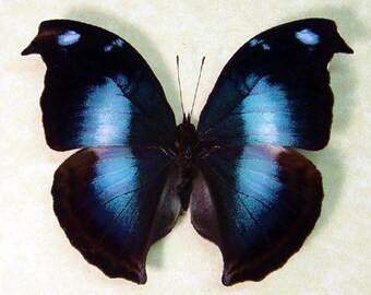 Wedding Gift Real Framed Blue Purple Butterfly Conservation Display 205