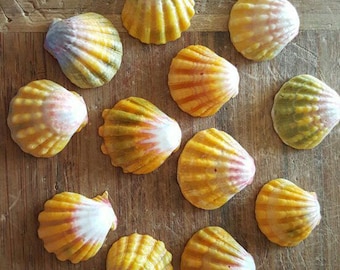 Hawaiian Sunrise Shells, Pecten Langfordi, Hawaiian seashells, moonrise shell, beach gift, bulk seashells, surfer gift, mermaid gift