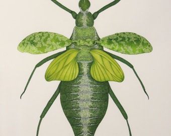 Green Nymph in Ink, pencil and Watercolour - Print of Original