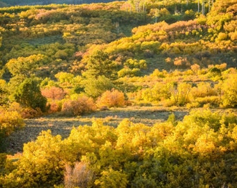 A Colorado Autumn Landscape 1:3 Wide Panoramic Photography Print - Rocky Mountain Fall - 8x24 12x36 16x48 20x60