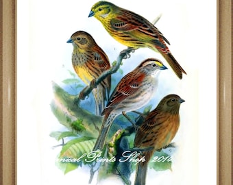 Bird Print. Yellowhammer. Bunting. 5x7", 8x10" 11x14"