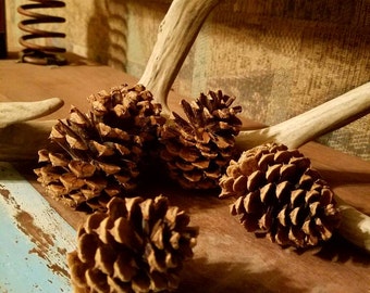 DIY 50 Ponderosa Pine Cones (or 5-500), Pinecones, Craft Supplies, Fall Decor, (2"-5" Tall) Wedding Decor, 100% Organic, Pine Cone Crafts