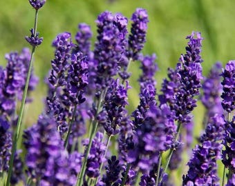 English Lavender Seeds 100 Organic NonGMO Hand Picked Bio Season 2017 Fresh New From Switzerland Flower Perennial Own Production Flowers