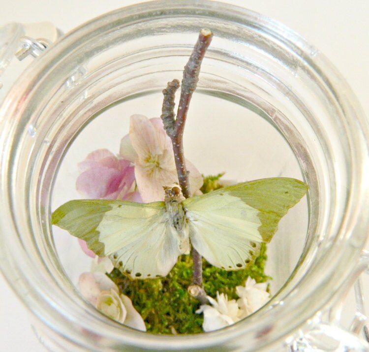 Butterfly Terrarium Kit Real Butterfly in Glass Jar Terrarium