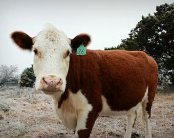 Beautiful Fuzzy Hereford Cow