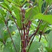 Compact Veggie Single seed pack