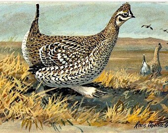 Vintage Wildlife Postcard - The Sharp-tailed Grouse -- Artist Signed, Louis Agassiz Fuertes (Unused)