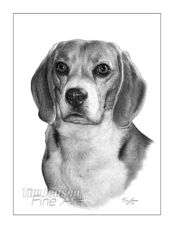 Items similar to Beagle dog with long ears and wet nose in a classic