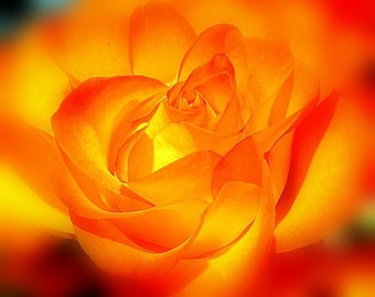 Photo Rose - The Glowing Rose