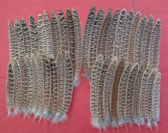 40 Small Hen Pheasant Tail Feathers 5" - 7.5"