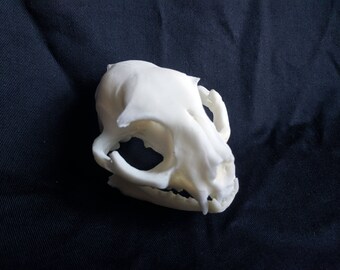 Replica cat skull (vegan friendly / cruelty free)