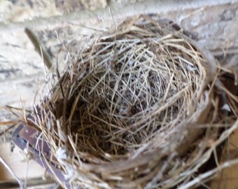 Bird Nest Nature Made Wild Birds Natural Materials Intact Weaving Real This Season Hand Harvested Container Gardening Natures Decor