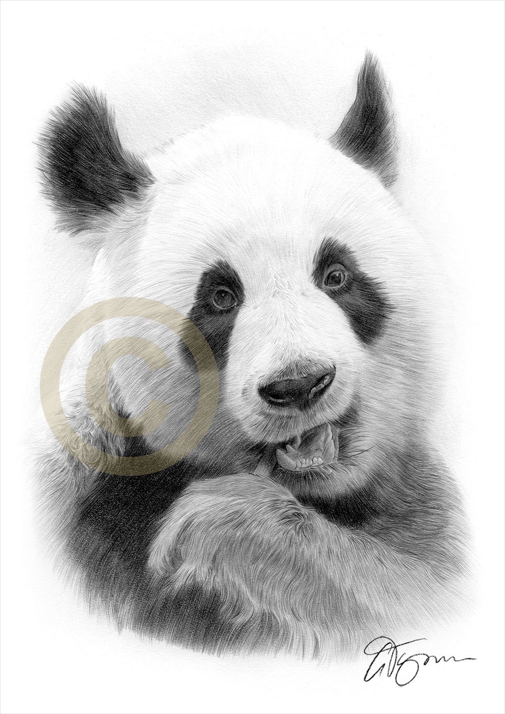Giant Panda art pencil drawing print A4 size artwork