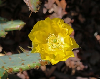 Cactus Flower Blooming at Midnight