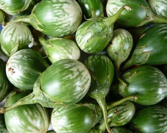Oblong eggplant 600 seeds 200 seeds heirloom green vegetable