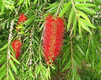 2000 Callistemon Viminalis Seeds, Crimson Bottlebrush Seeds, Red Bottlebrush