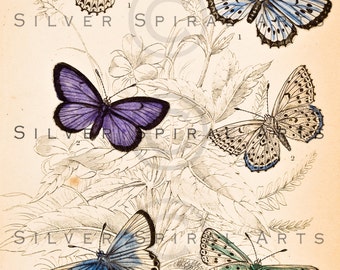 Vintage BUTTERFLY Printable Digital Download - Antique Colorful Butterflies Illustration, Clip Art, Butterflies Wall Art, Transfers, Collage