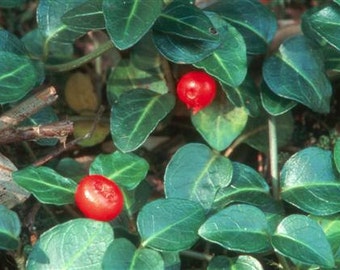 Live Partridge Berry Vines for Fairy Gardens, Terrariums, Vivariums