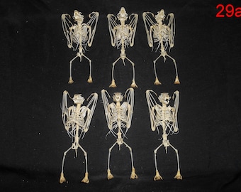 Taxidermy Bat Large Skeleton 6 Pcs