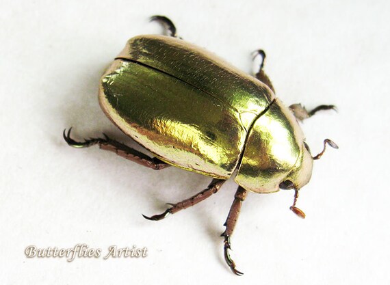 Image result for The Ruteline genus Chrysina, or jewel scarabs,