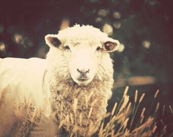Farm Life II - 8x10 Fine Art Photograph