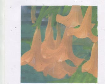 10 - Bright Yellow Angel Trumpet ... datura seeds --- for spring 2018 planting ... check out free seeds .......