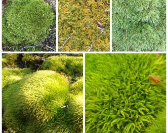 Live Moss 5 gallon sample pack, best value on Etsy, , Wedding decor,