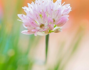 Pink Blossom, Macro Photography, digital download