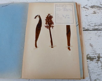 Vintage 1939 French herbarium/botanical plate/ Orchidées/Orchies pyramidale