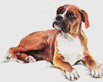 Boxer. Pastel Portrait on white paper.