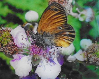 Photo nature Butterfly