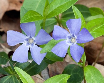 1100 vinca minor ground cover plants ( periwinkle)