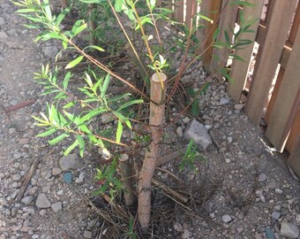 SPRING PLANTING! Quantity=1 One BIG 24-36" Austree Hybrid Willow Salix 3 ft Fresh 10'/yr fastest growing New!
