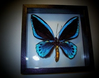 Blue Bird Wing Butterfly