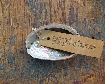 Vintage Flat Abalone Shell - Haliois Walallensis - beach ocean nautical home decor
