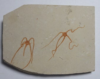 Fossil Brittle Starfish; Geocoma libanotica; Lebanon; Two Starfish